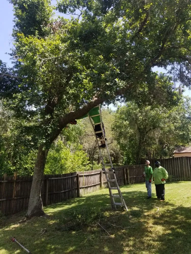 Top-rated landscape design with custom design across St. Petersburg, FL - GED Tree & Lawn Care