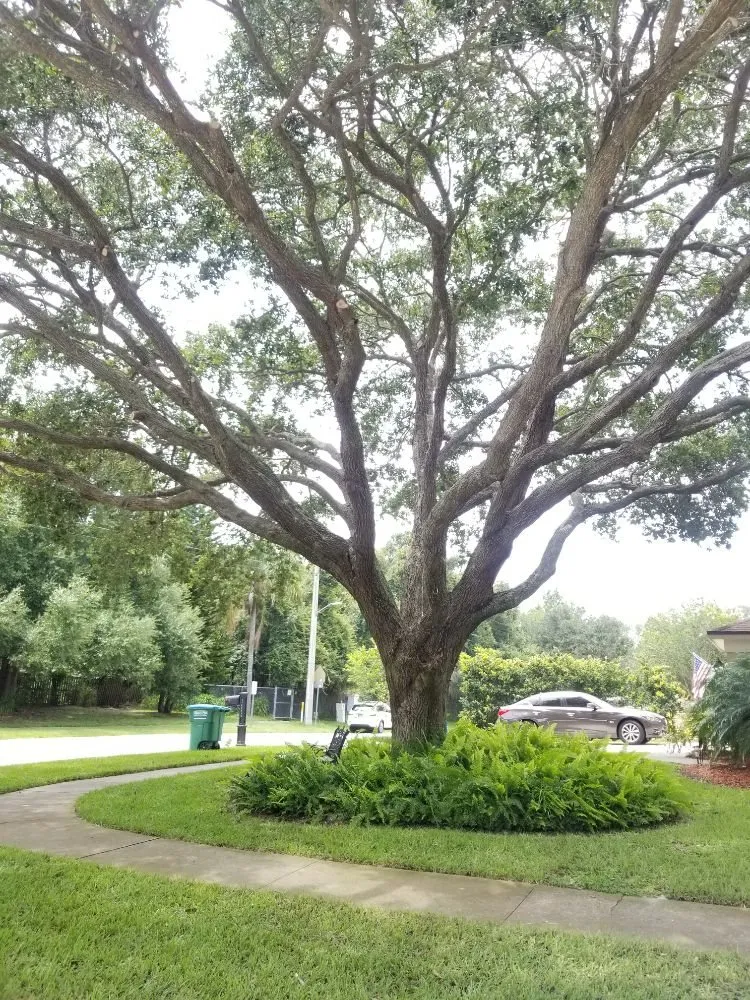 Local garden landscaping in St. Petersburg, FL - GED Tree & Lawn Care