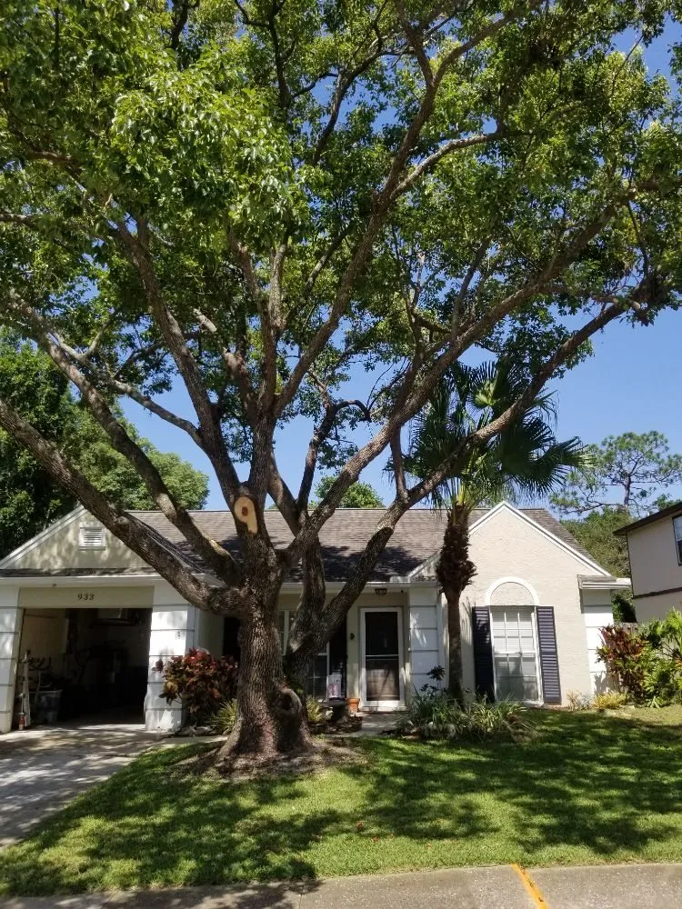 Affordable landscape design experts serving St. Petersburg, FL - GED Tree & Lawn Care