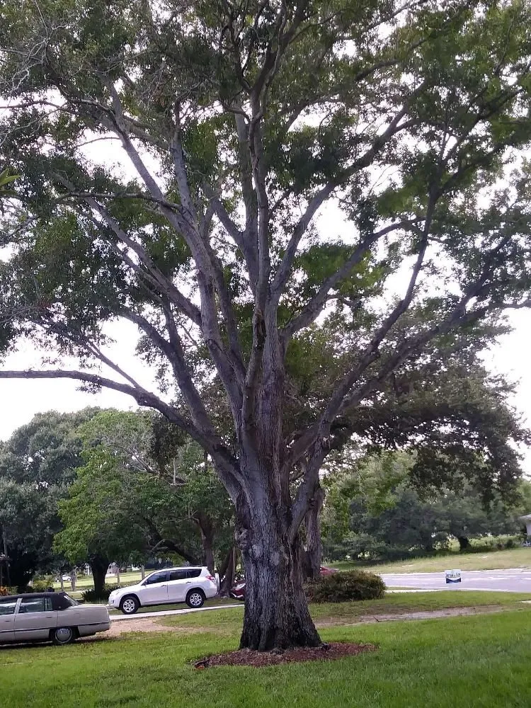 Local landscape installation in St. Petersburg, FL - GED Tree & Lawn Care