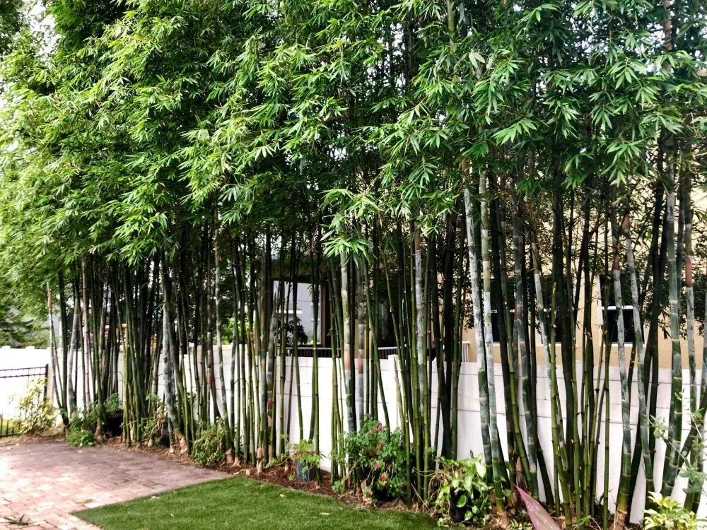 Custom yard cleanup service in St. Petersburg, FL by GED Tree & Lawn Care