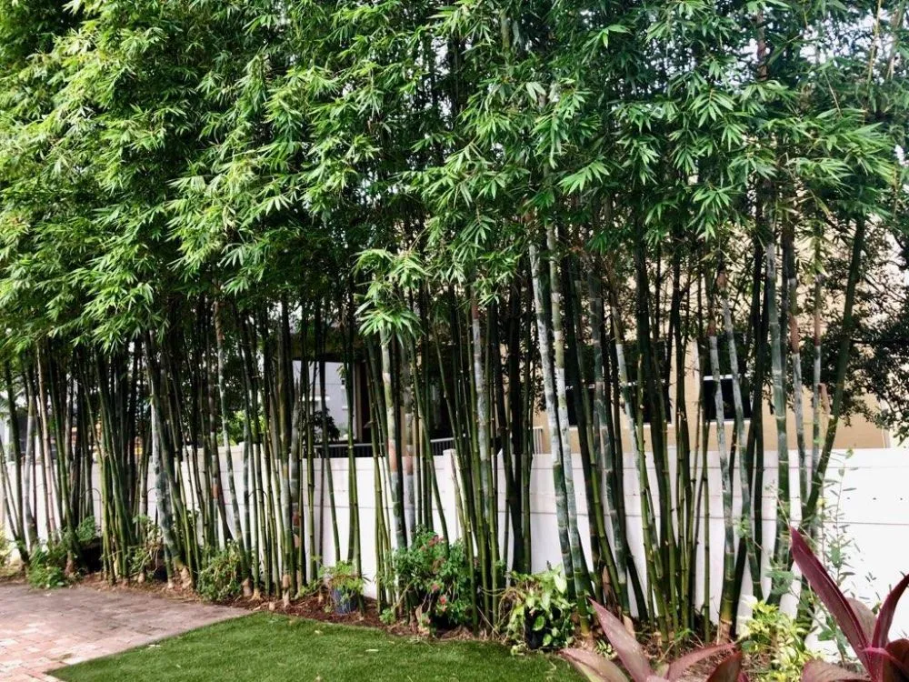 Affordable garden landscaping for year-round maintenance across St. Petersburg, FL - GED Tree & Lawn Care