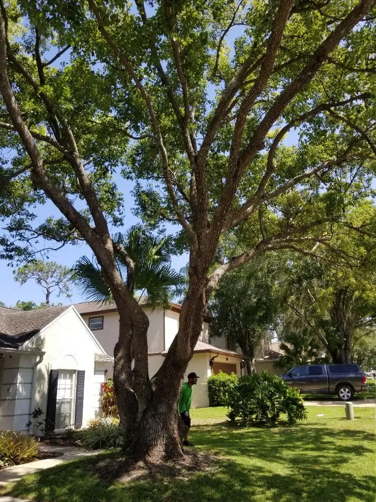 Expert garden landscaping with custom design in St. Petersburg, FL by GED Tree & Lawn Care