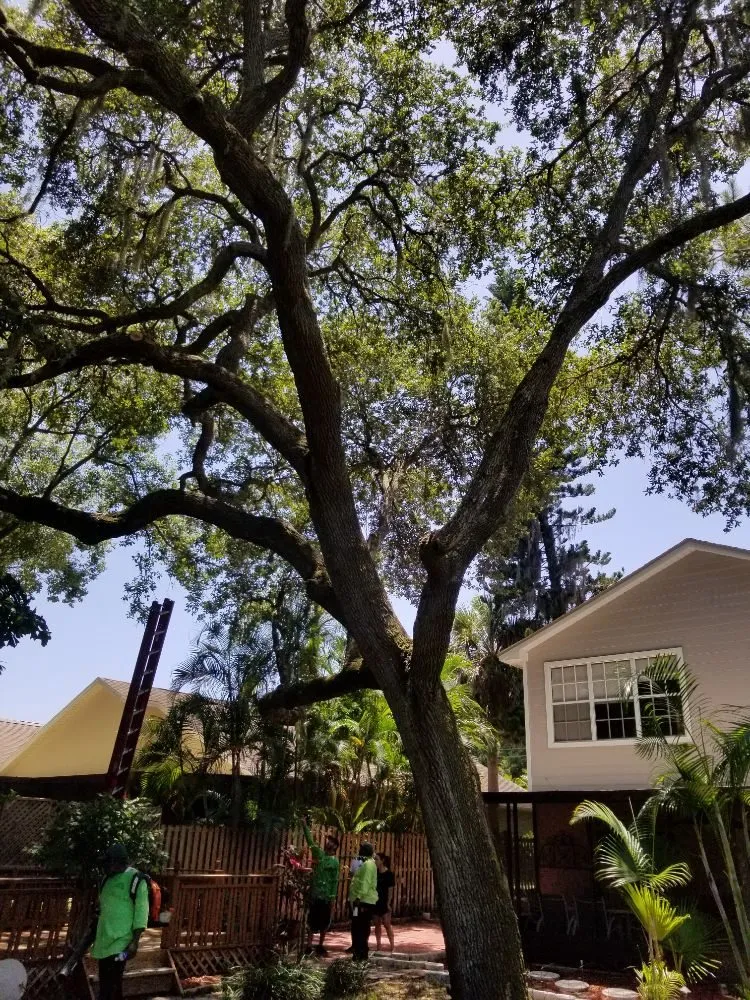 Custom lawn care service for residential properties in St. Petersburg, FL by GED Tree & Lawn Care