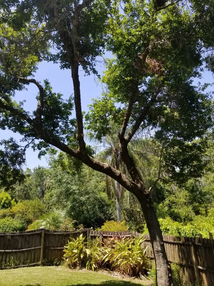 Custom yard cleanup service for year-round maintenance in St. Petersburg, FL by GED Tree & Lawn Care