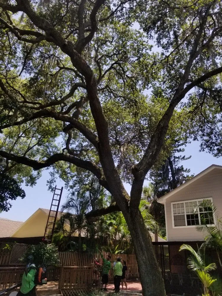 Affordable landscaping services in St. Petersburg, FL - GED Tree & Lawn Care