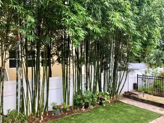 GED Tree & Lawn Care Logo