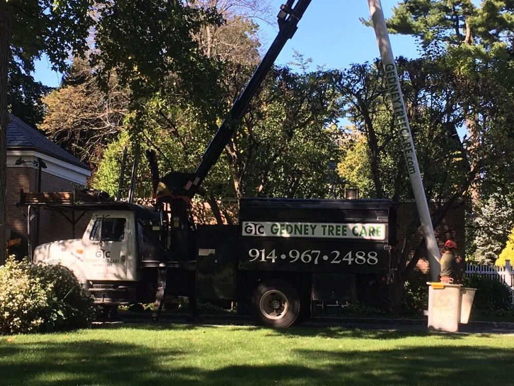 Top-rated yard cleanup service experts serving Rye, NY - Gedney Tree Care