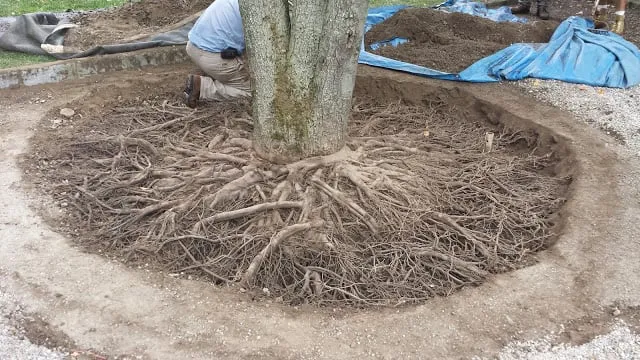 Professional garden landscaping in Rye, NY by Gedney Tree Care