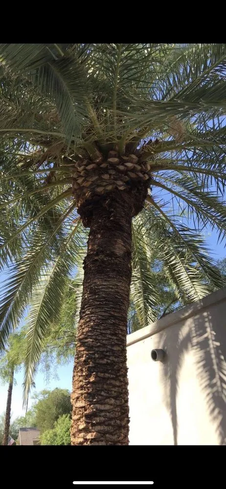 Expert landscape design experts serving Mesa, AZ - Geev Landscaping