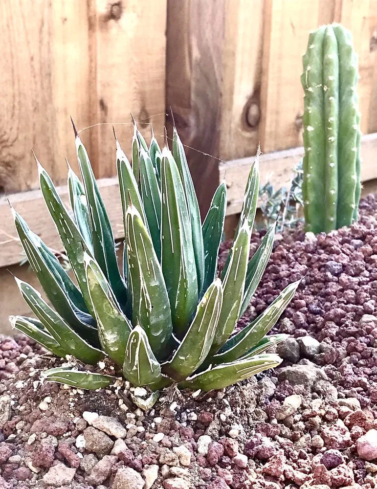 Trusted garden landscaping in Chico, CA by Geffray's Cactus Gardens