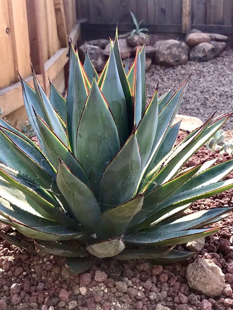 Affordable yard maintenance experts serving Chico, CA - Geffray's Cactus Gardens