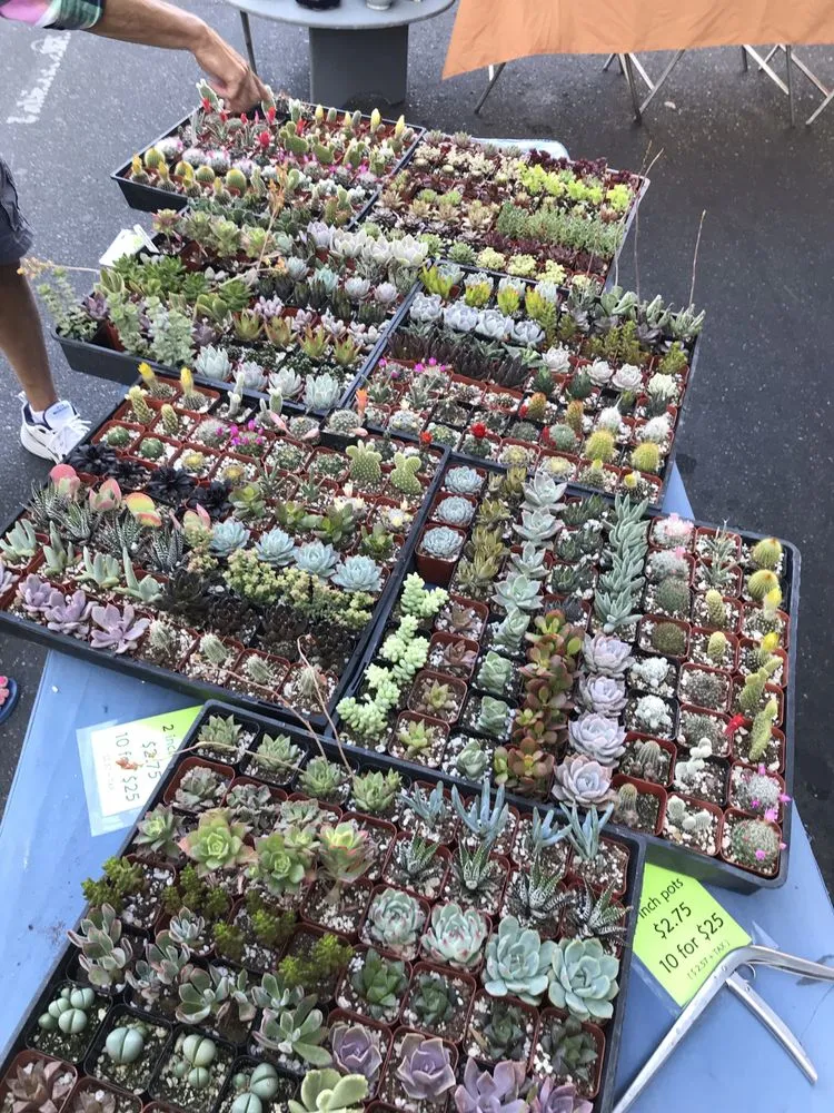 Local landscape design in Chico, CA by Geffray's Cactus Gardens