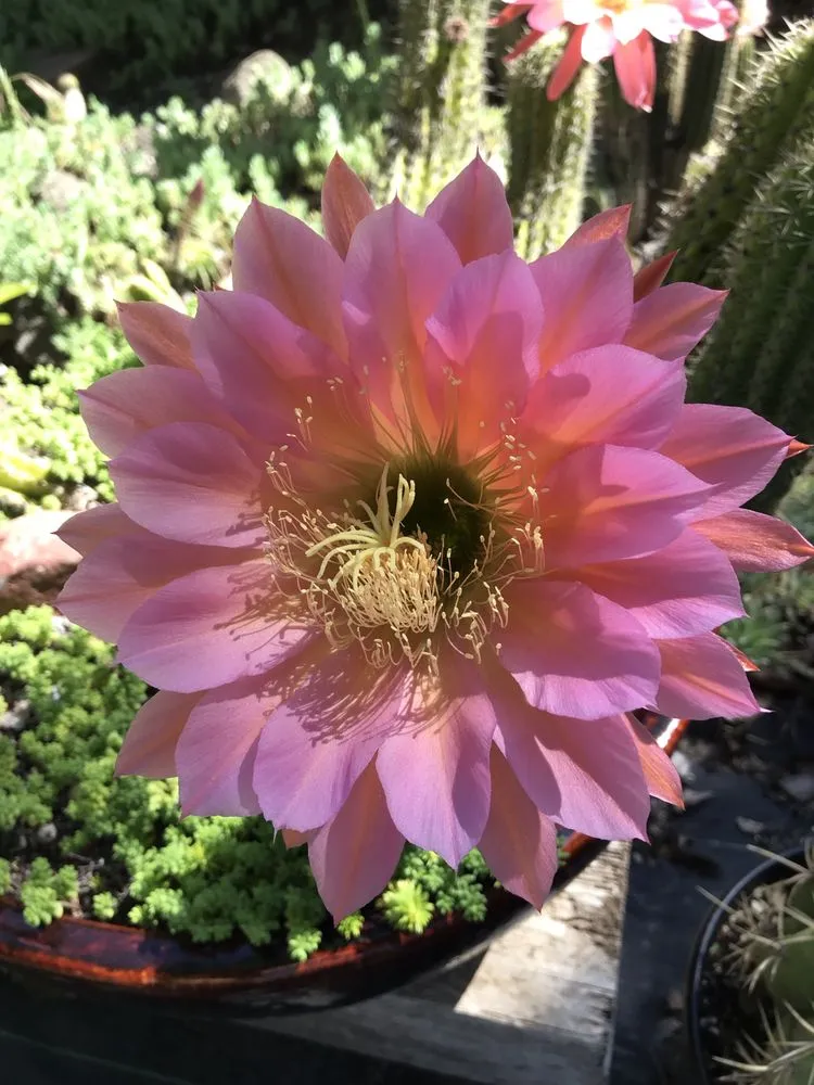 Trusted yard maintenance with custom design across Chico, CA - Geffray's Cactus Gardens