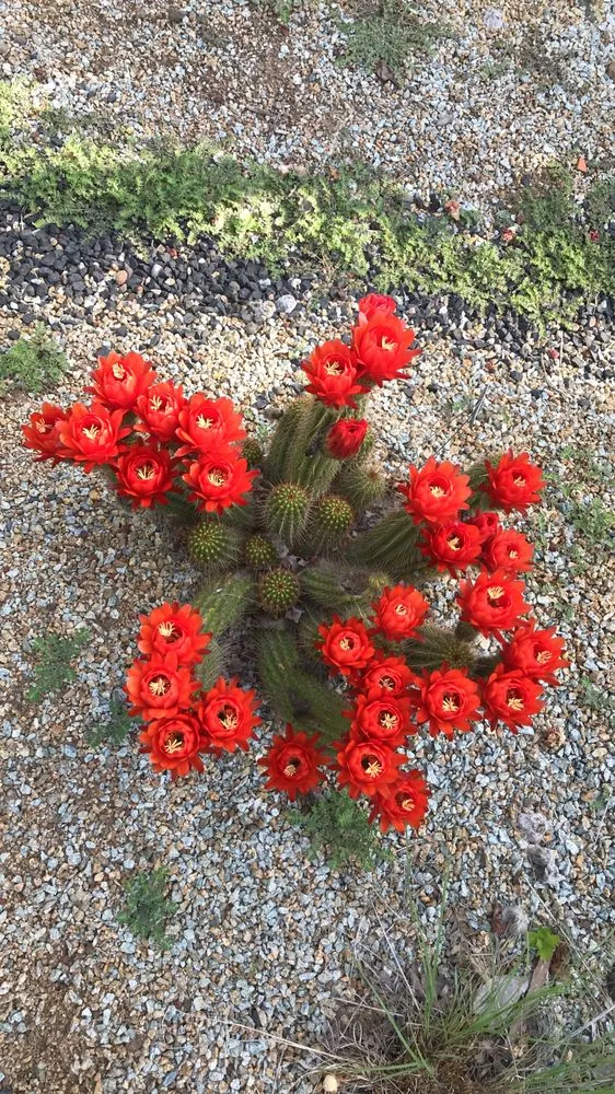 Affordable lawn mowing service experts serving Chico, CA - Geffray's Cactus Gardens