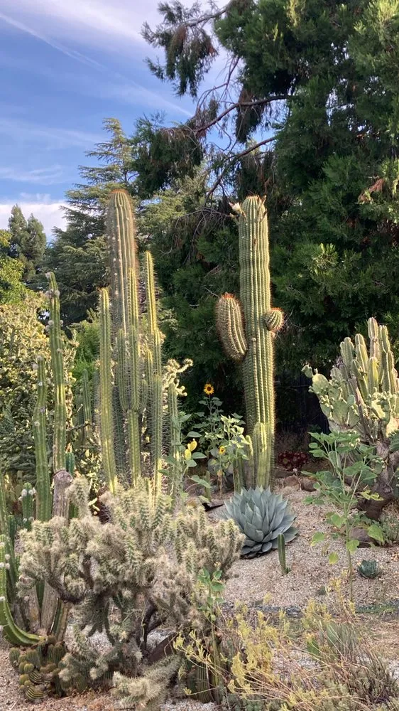 Local yard maintenance near you in Chico, CA by Geffray's Cactus Gardens