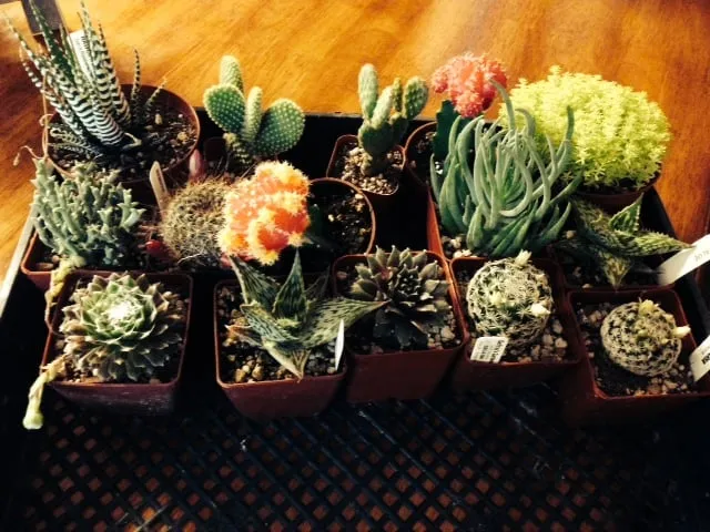 Professional landscape design in Chico, CA by Geffray's Cactus Gardens