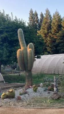 Geffray's Cactus Gardens Logo