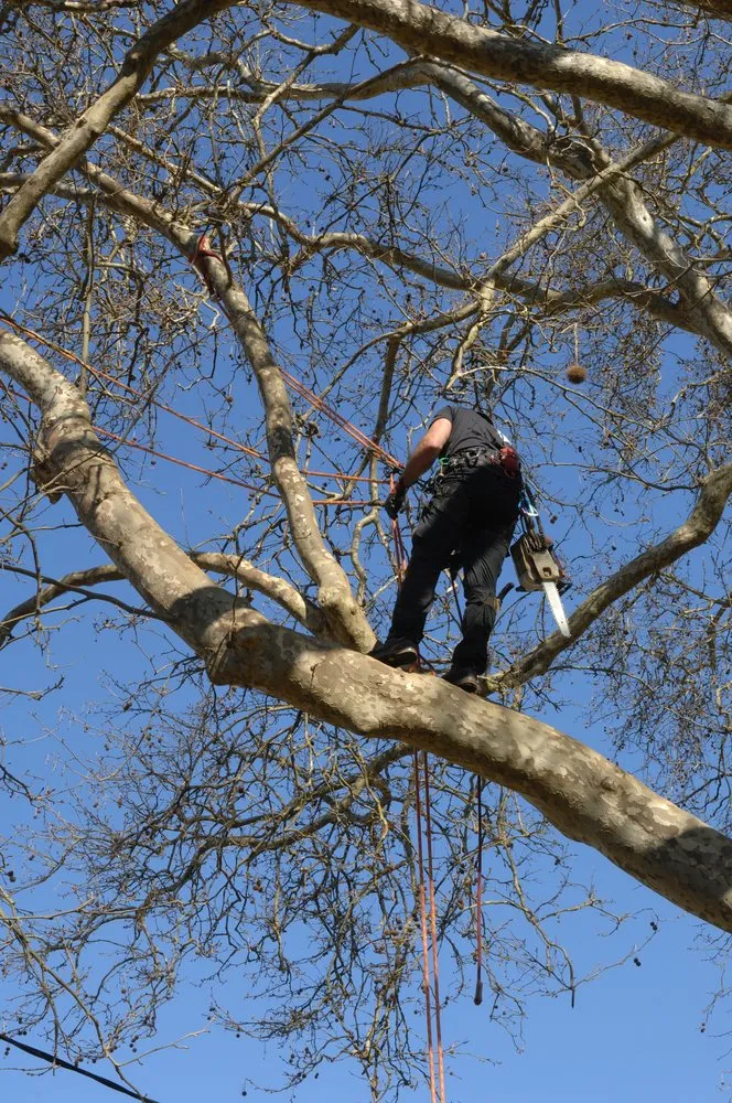 Affordable residential landscaping in Minster, OH - Gehret Nursery
