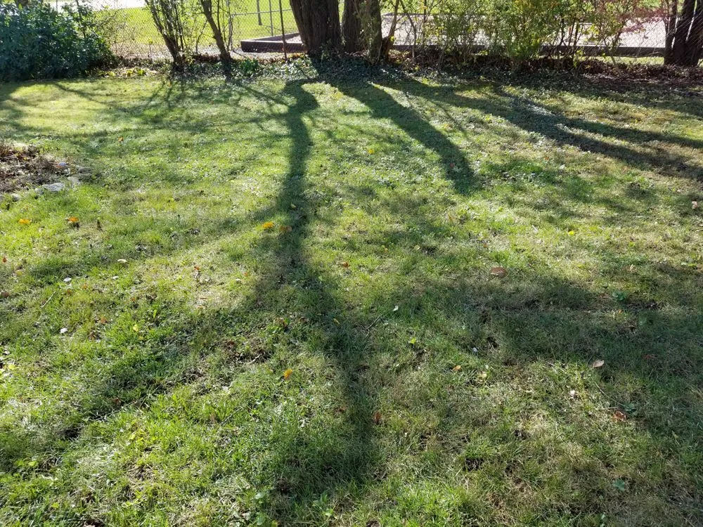 Professional yard maintenance in Dedham, MA by Geller Landscaping