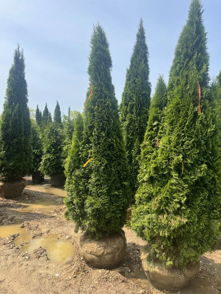 Expert lawn care service with custom design across Deer Park, NY - Gem landscaping