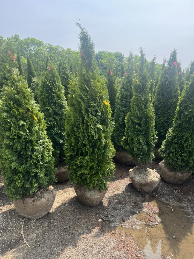 Local yard maintenance experts serving Deer Park, NY - Gem landscaping