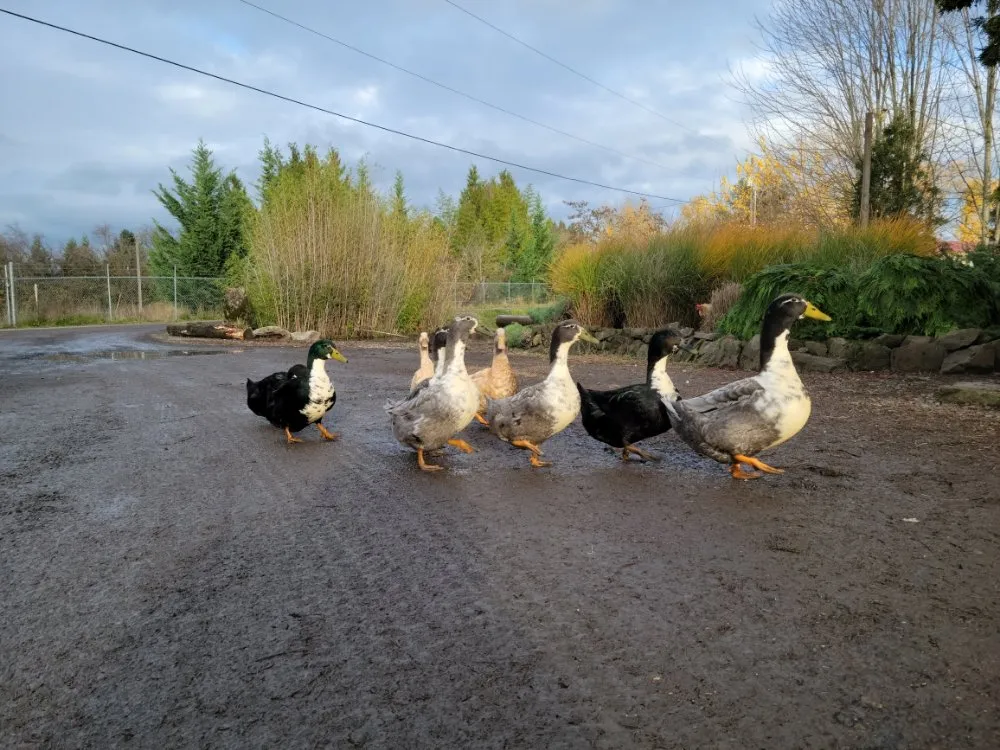 Trusted lawn mowing service in Tualatin, OR by GEM Rock and Landscaping