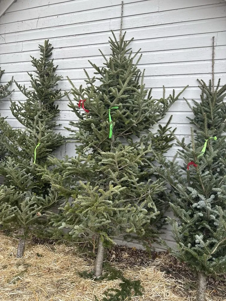 Local yard maintenance for outdoor upgrades across Madison, WI - Gemini Landscape Services