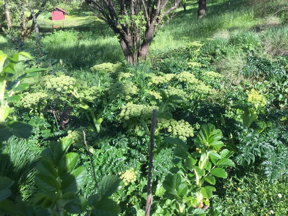 Local landscaping services for residential properties in Richmond, CA by Gemini Landscaping Services