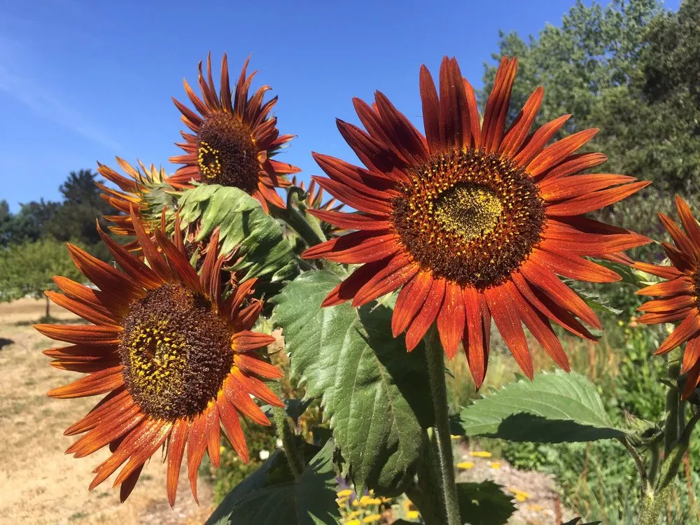 Trusted landscape installation experts serving Richmond, CA - Gemini Landscaping Services