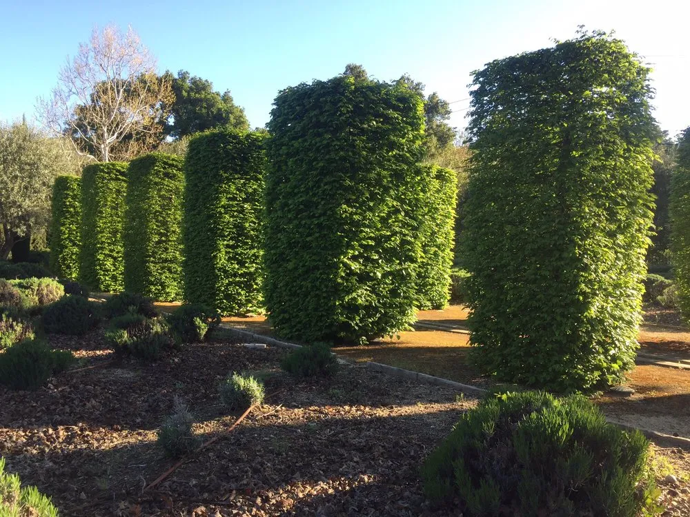 Local landscaping services experts serving Richmond, CA - Gemini Landscaping Services