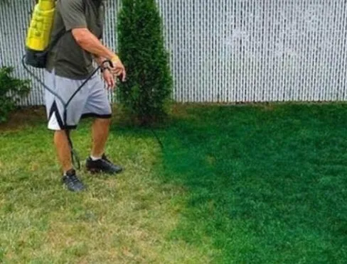 Top-rated lawn care service for year-round maintenance across Riverview, FL - Gemini Presidential Coloring