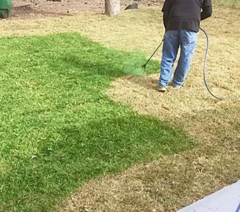 Affordable residential landscaping in Riverview, FL - Gemini Presidential Coloring