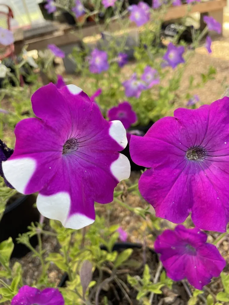 Custom garden landscaping in Nacogdoches, TX - Gen1 Greenhouse