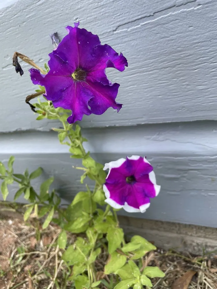 Affordable landscape design in Nacogdoches, TX by Gen1 Greenhouse