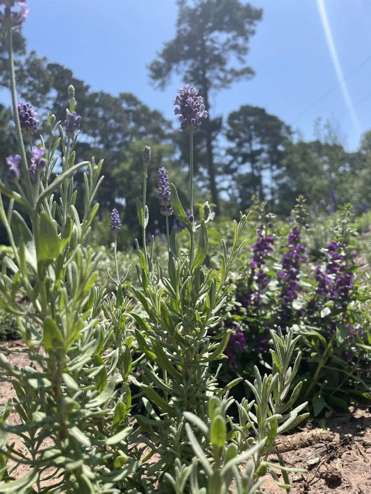 Top-rated outdoor landscaping in Nacogdoches, TX - Gen1 Greenhouse