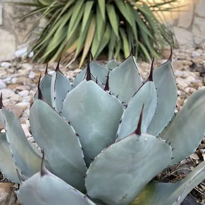 Gen1 Greenhouse Logo