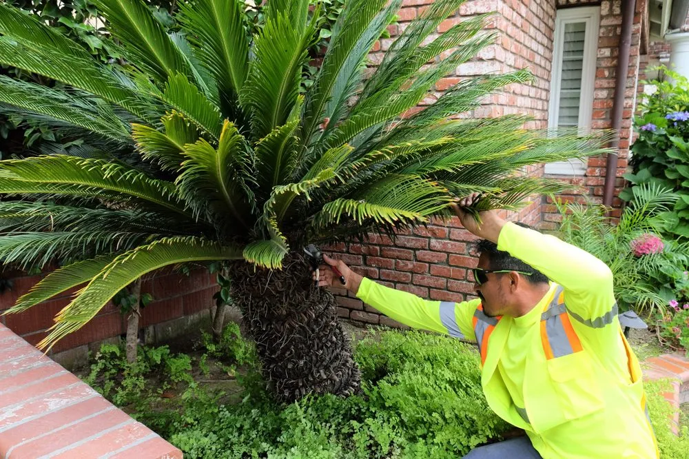 Top-rated lawn mowing service in Huntington Beach, CA - Genaro Landscape