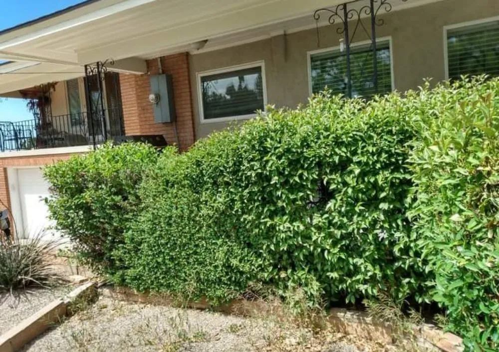 Trusted yard cleanup service in Albuquerque, NM - Gene Scape Lawn & Landscaping