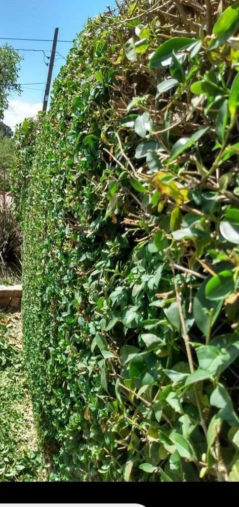 Affordable outdoor landscaping for homes in Albuquerque, NM by Gene Scape Lawn & Landscaping