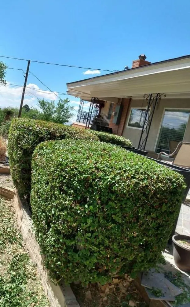 Reliable lawn care service in Albuquerque, NM - Gene Scape Lawn & Landscaping