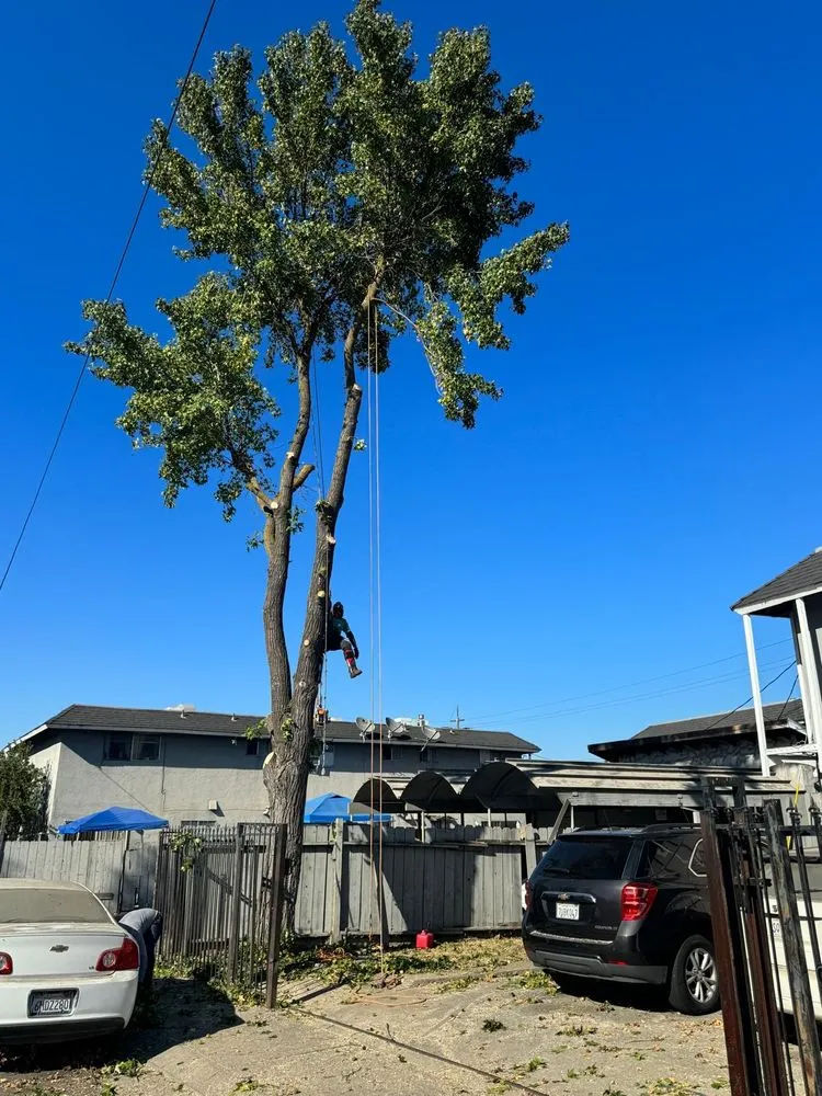 Custom outdoor landscaping experts serving Redwood City, CA - General Gardening Services