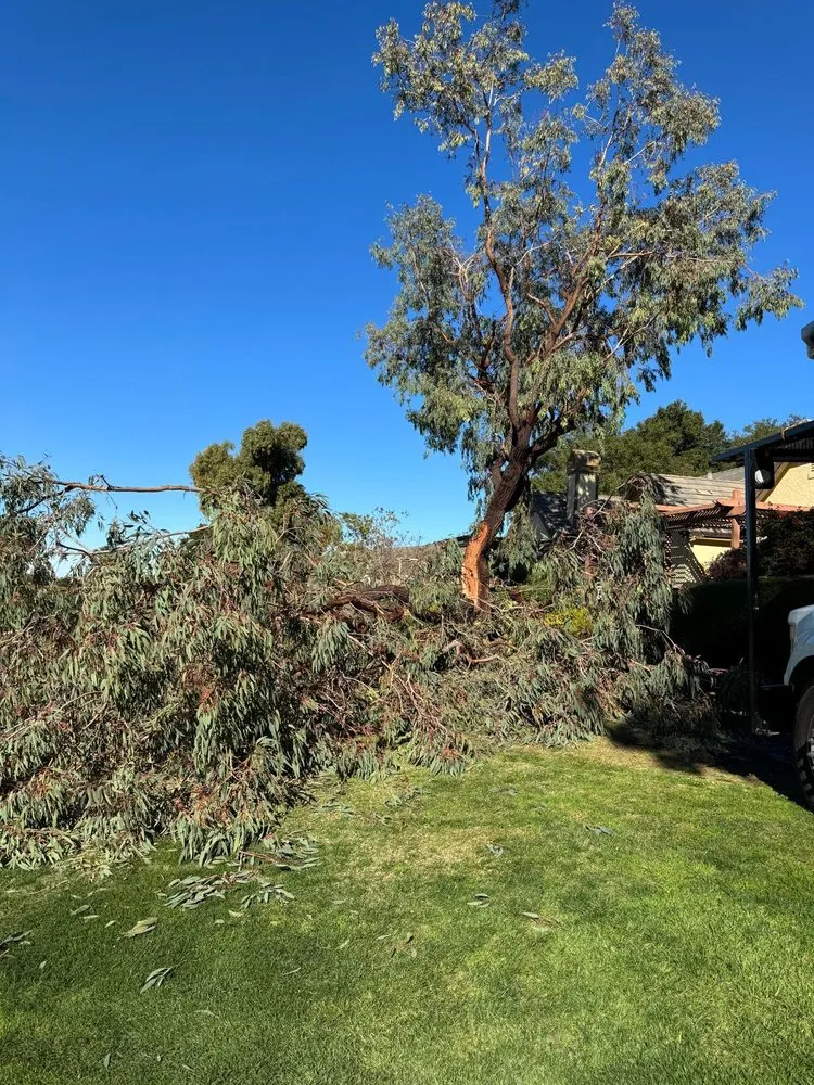 Affordable landscaping services in Redwood City, CA - General Gardening Services