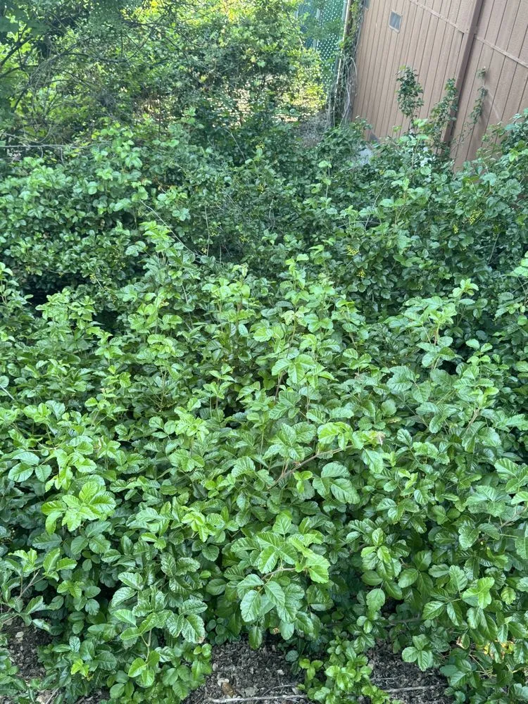 Custom landscape design for homes in Redwood City, CA by General Gardening Services