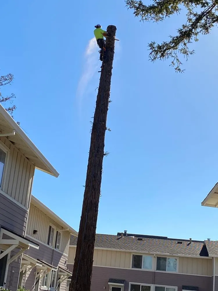 Affordable outdoor landscaping experts serving Redwood City, CA - General Gardening Services