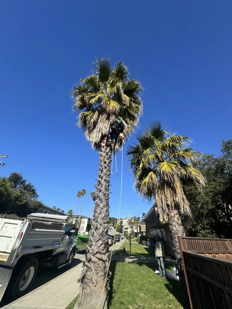 Professional residential landscaping for beautiful yards across Redwood City, CA - General Gardening Services