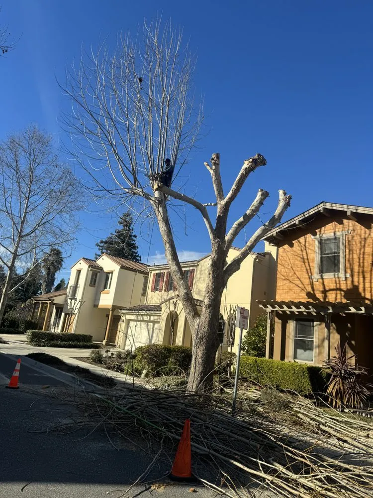 Trusted lawn care service in Redwood City, CA - General Gardening Services