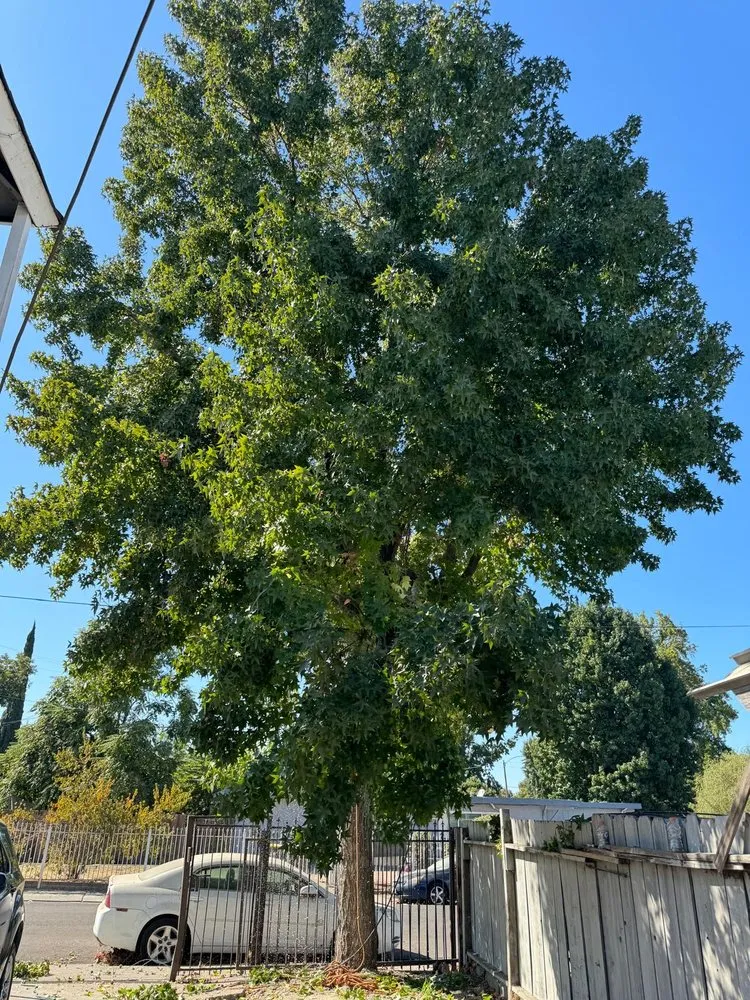 Professional residential landscaping in Redwood City, CA - General Gardening Services