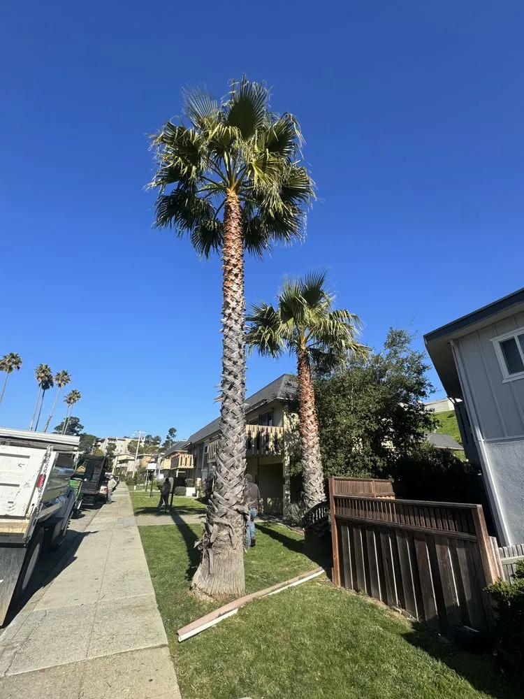 Trusted landscaping services for year-round maintenance across Redwood City, CA - General Gardening Services