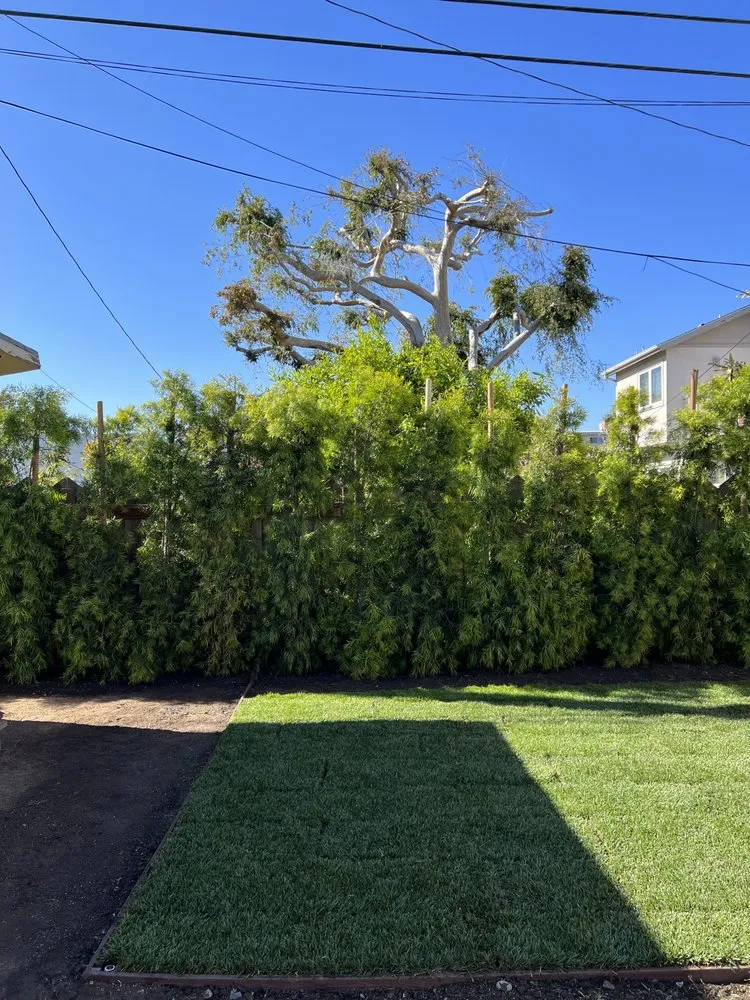 Top-rated yard maintenance experts serving Los Angeles, CA - General Grounds Landscaping